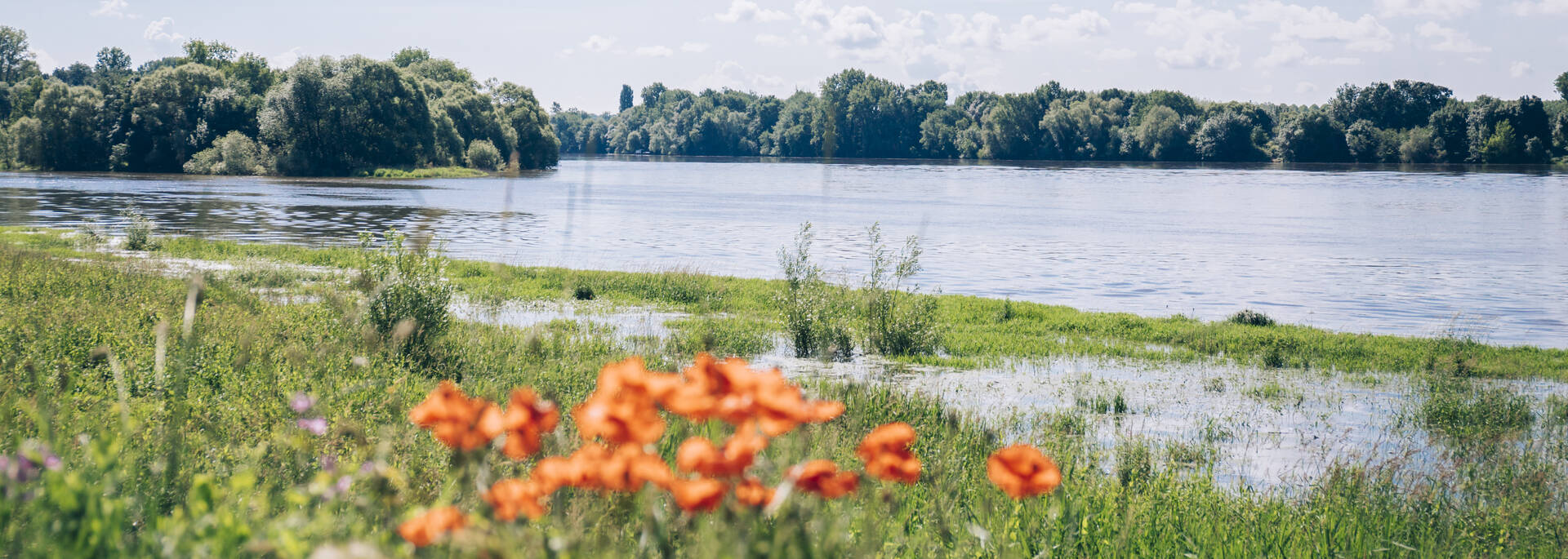 Paysage de la confluence de la Maine et de la Loire, coquelicots au premier plan
