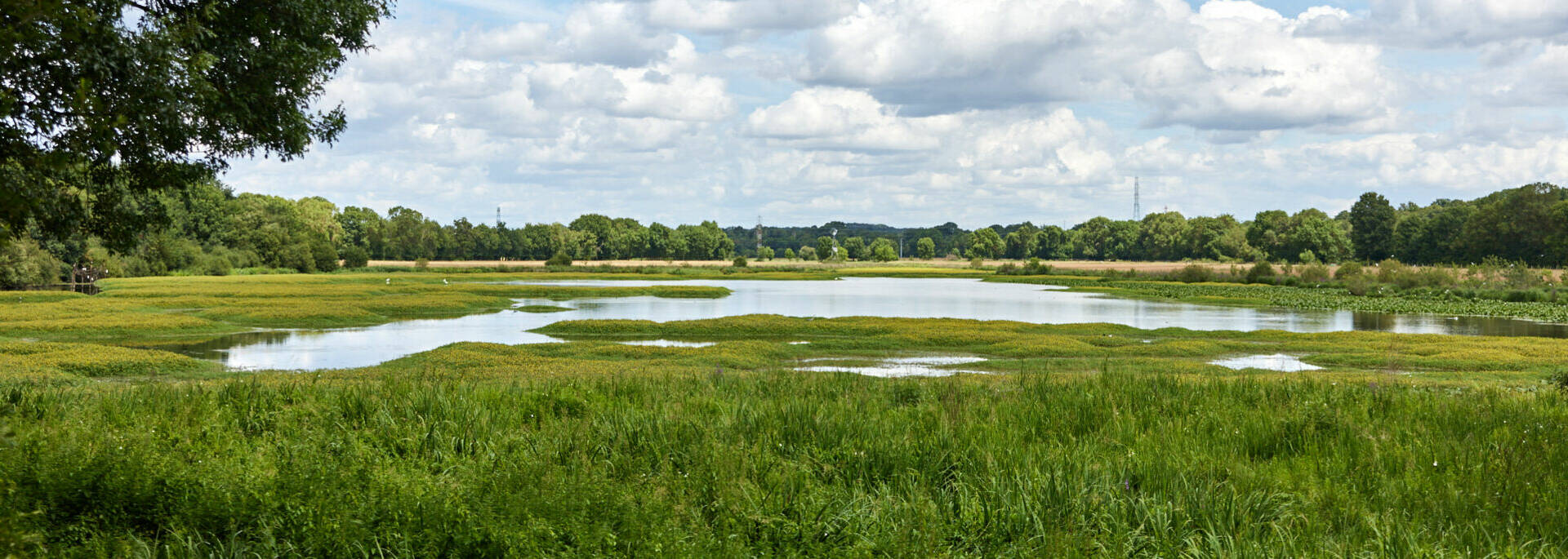 Wide shot of the wetland