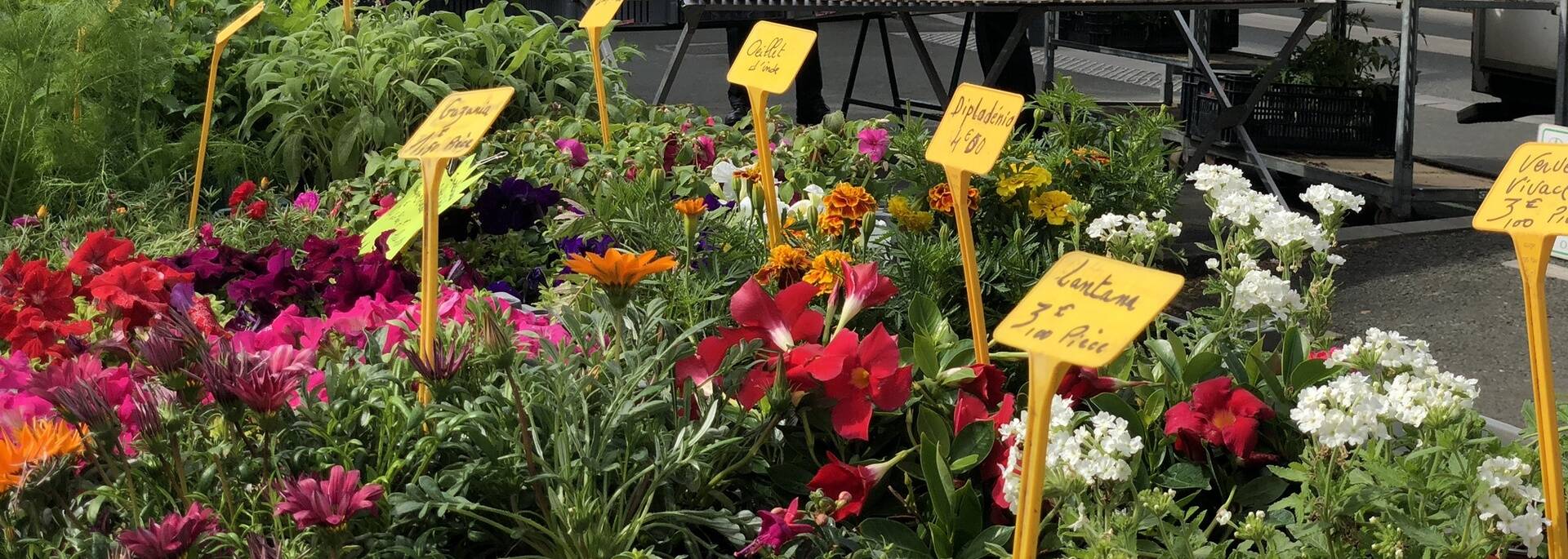Flower display, Lafayette market