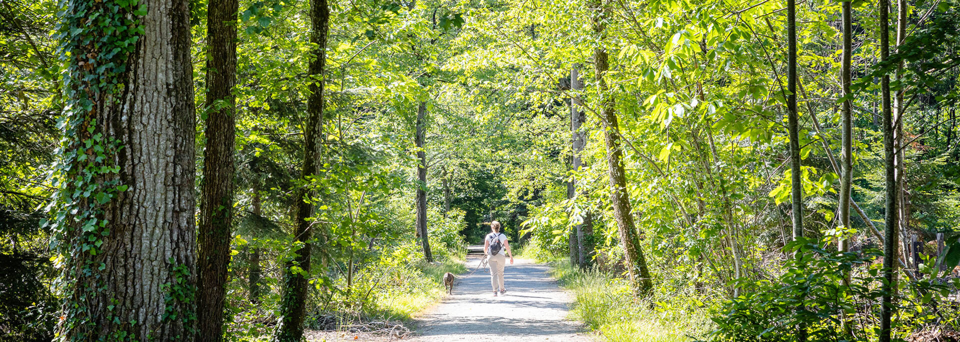 Walk in the woods