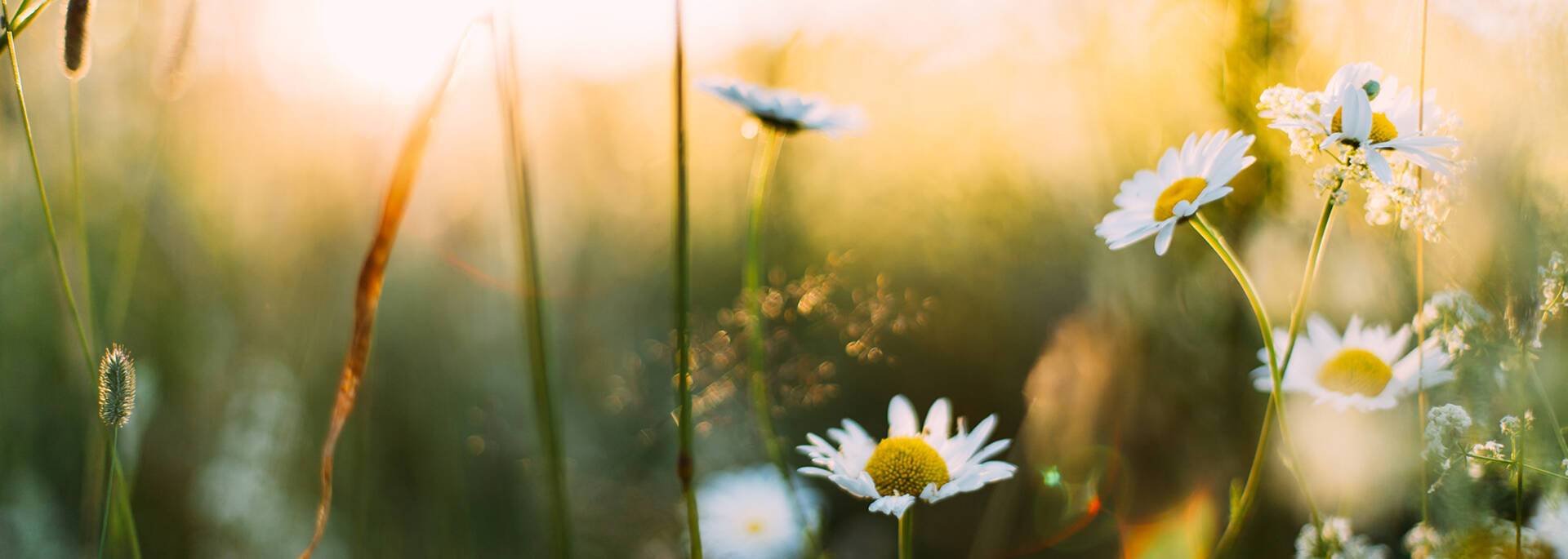 Printemps à Angers © Daiga Ellaby - Unsplash