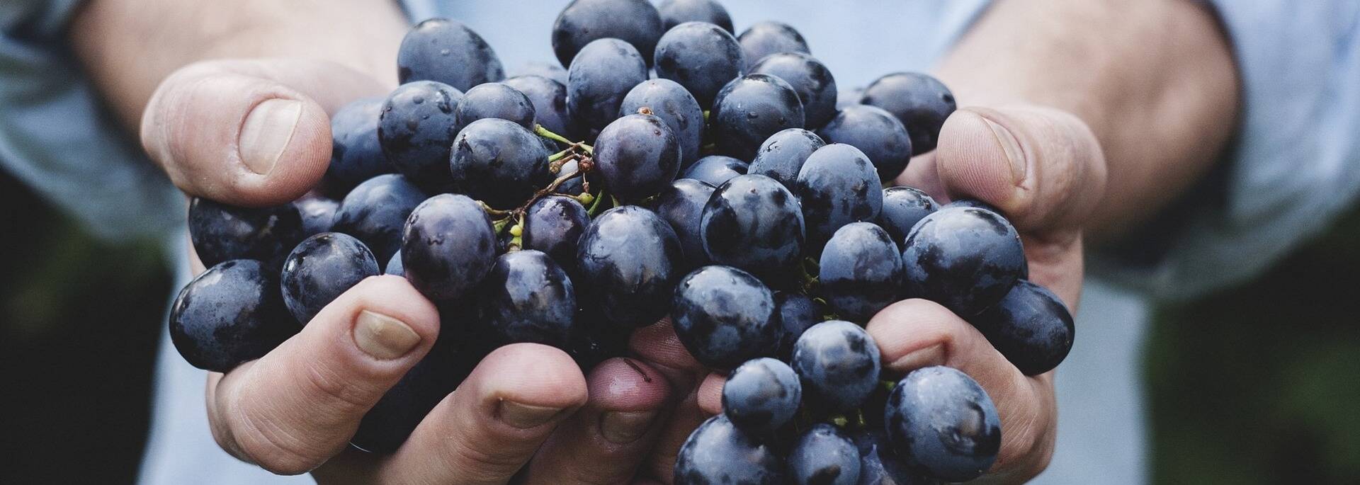 Vendanges, raisin rouge