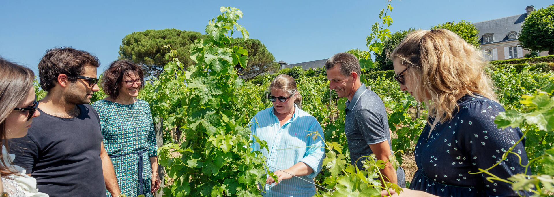 Découverte des vignobles