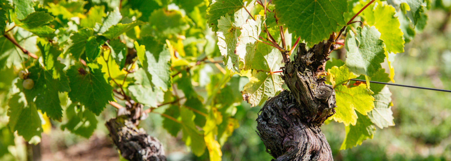 The Chenin Grape - Savennières © les conteurs