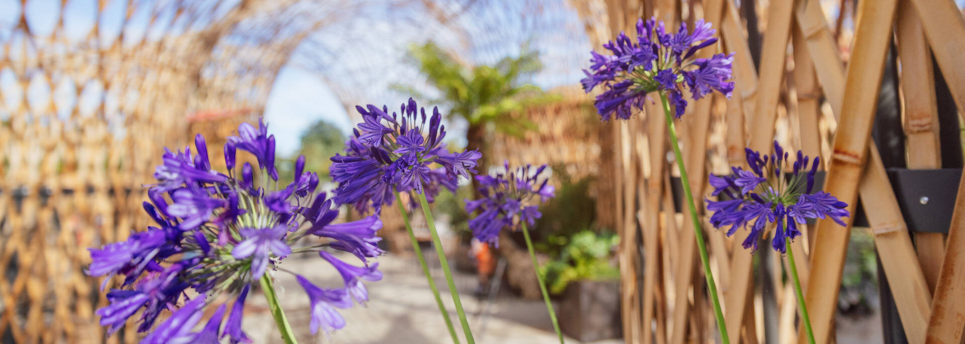 Close-up of flowers at Terra Botanica