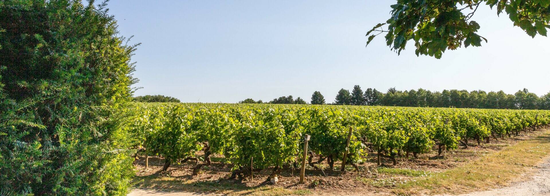 Savennières vineyard by bike 