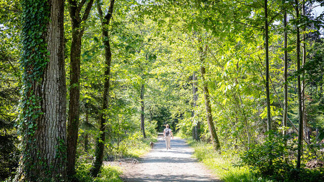 Walk in the woods