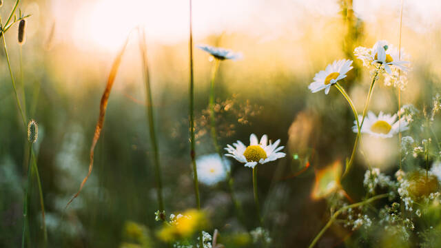 Printemps à Angers © Daiga Ellaby - Unsplash