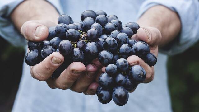 Vendanges, raisin rouge