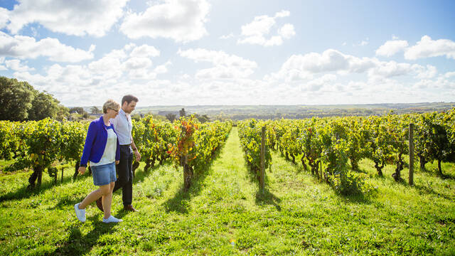 Savennières' vineyard © Les Conteurs