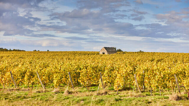 Plan large sur les vignes aux feuilles jaunies