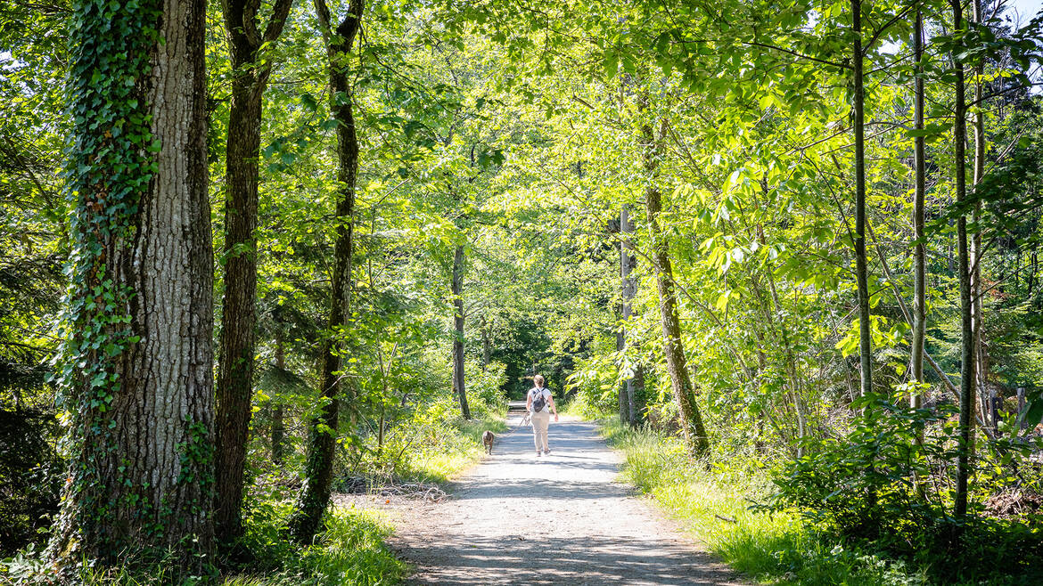 Walk in the woods