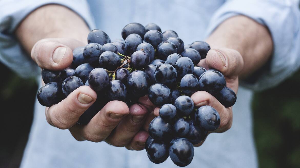 Vendanges, raisin rouge