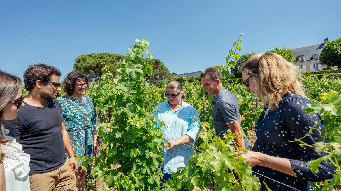 Découverte des vignobles