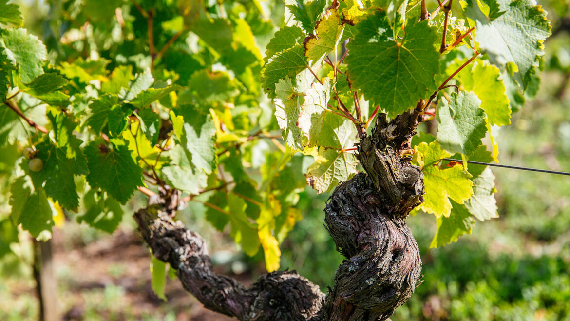 La Chenin - Savennières © les Conteurs