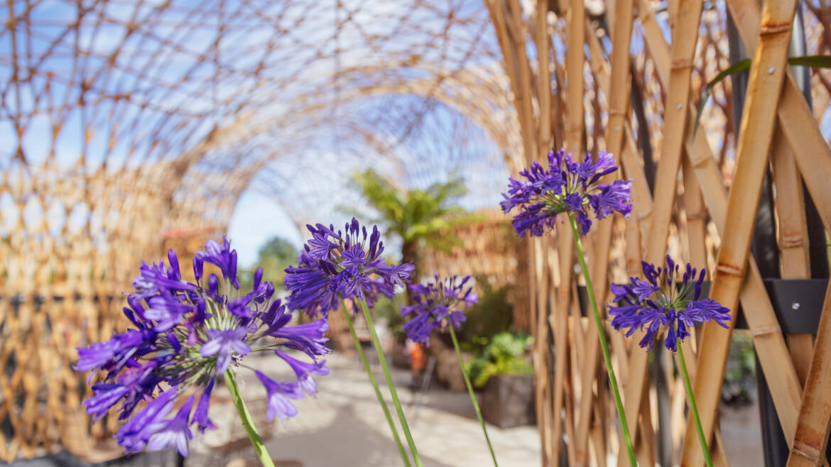 Close-up of flowers at Terra Botanica