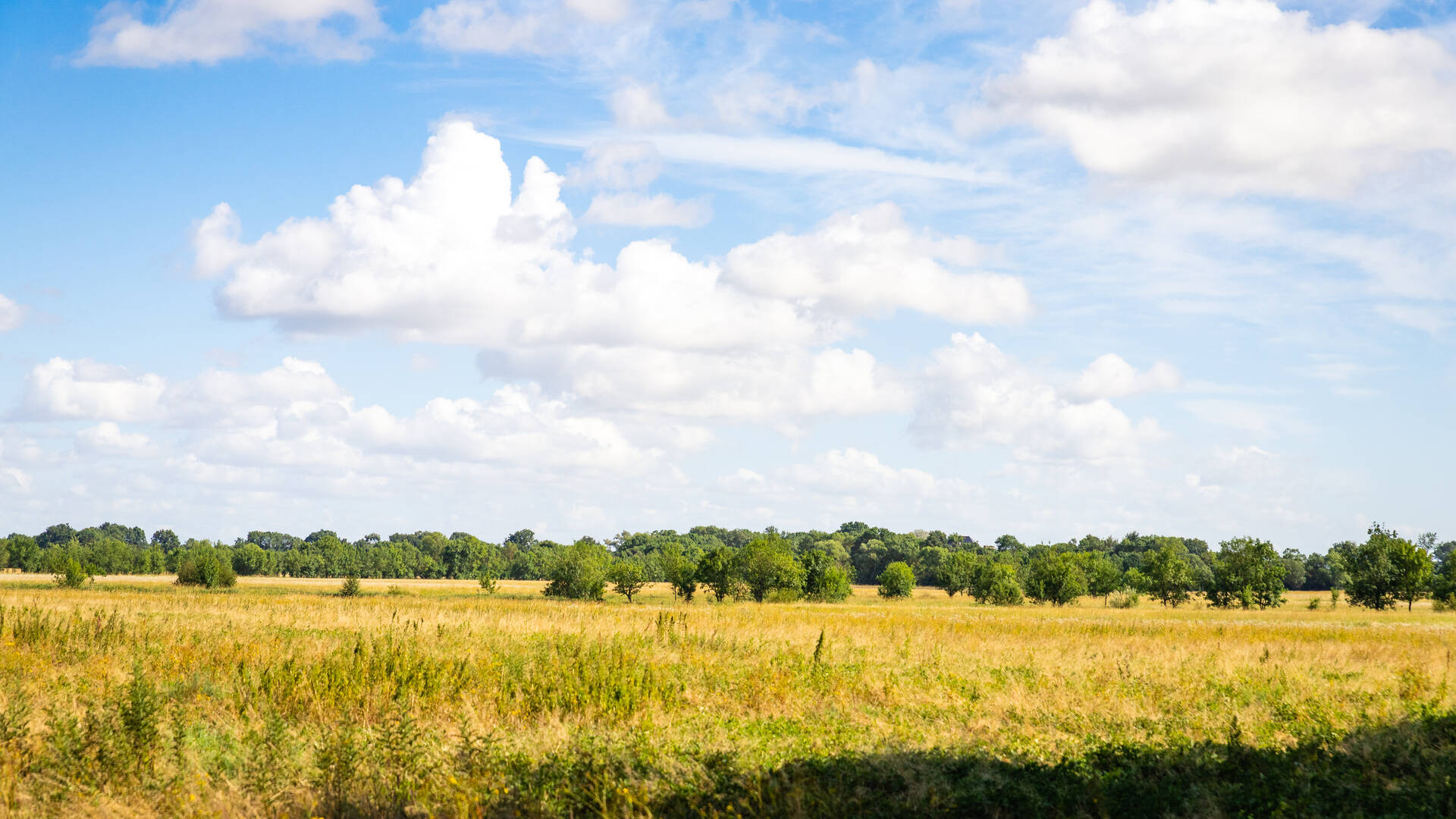 Wide shot of sunny meadows
