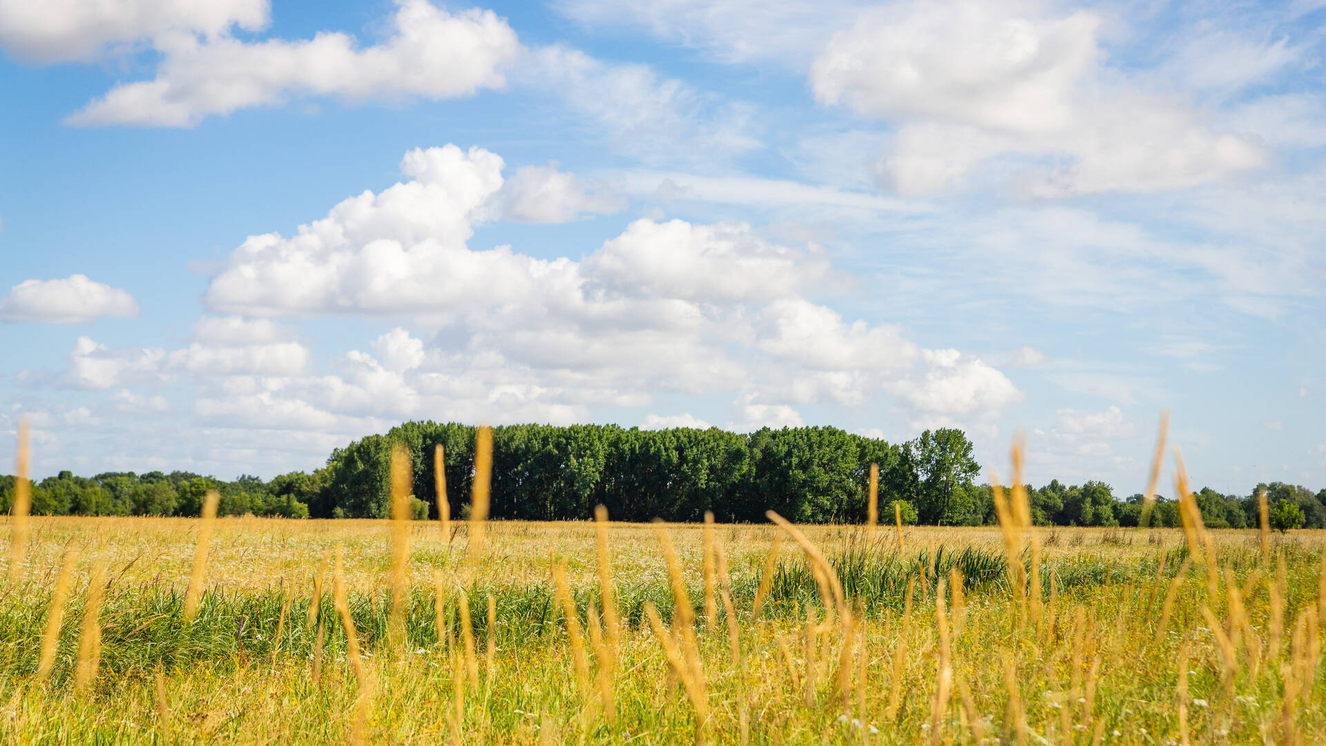 Wide shot of sunny meadows