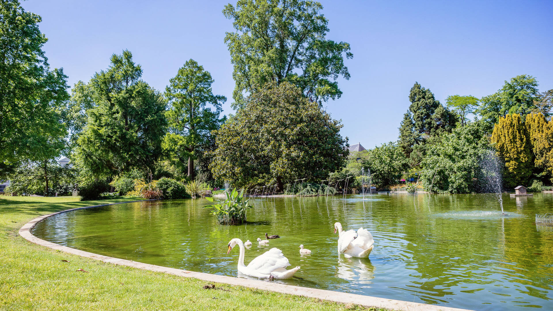 2 swans and their young on the water of the Jardin des plantes of Angers