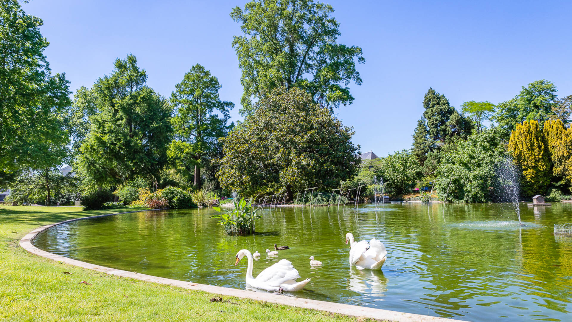 Swans on the pond of the Jardin des Plantes in Angers