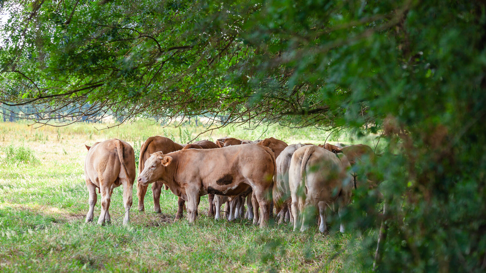 Several cows in the shade 