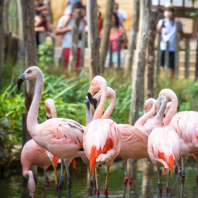 Pink flamingos at the Doué la Fontaine Bioparc