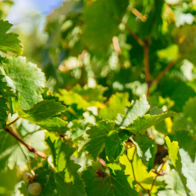 Les vignes