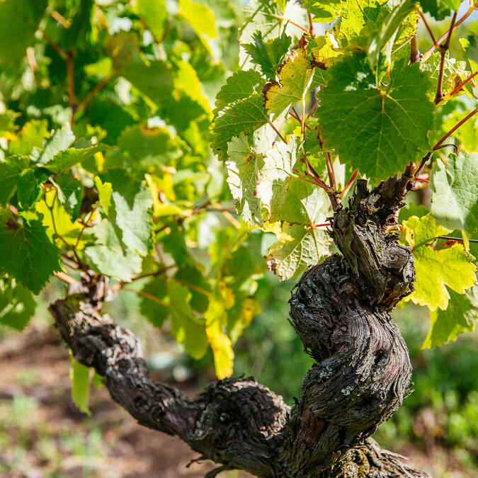 The vineyards