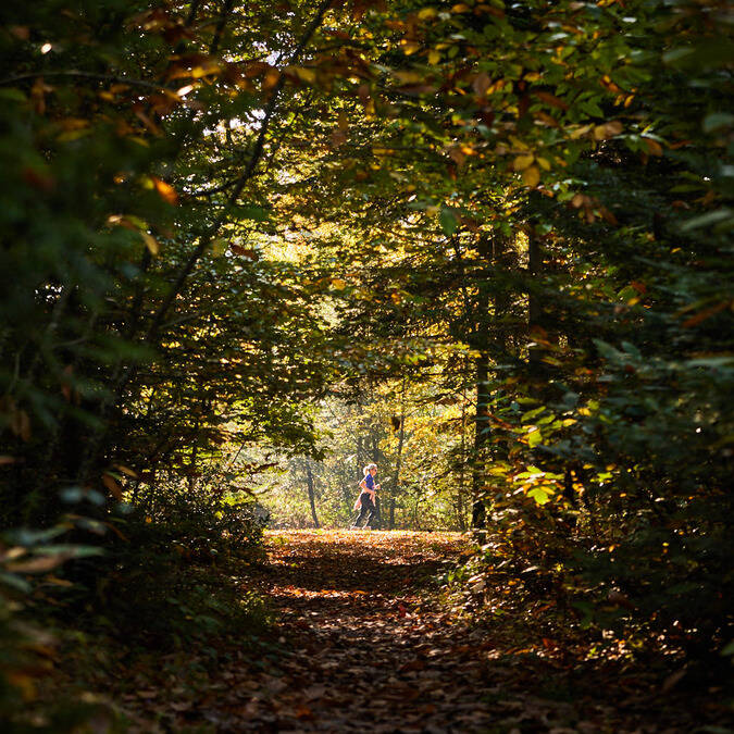 Runner in full light in a gap of trees in the park of Pignerolle