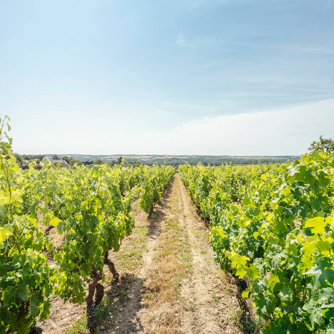 Vista de los viñedos