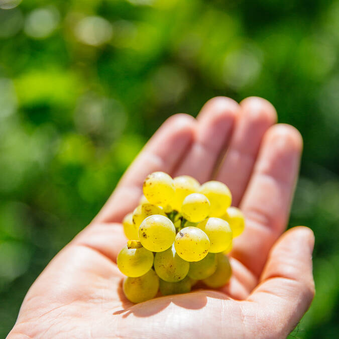 Le Chenin - Savennières © les conteurs