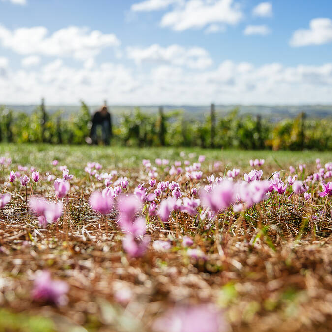 Savennières © les conteurs