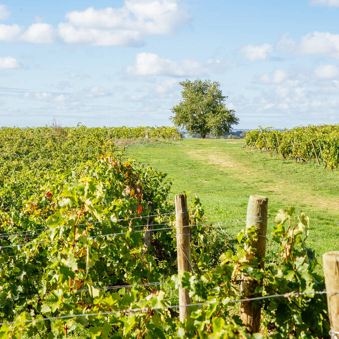 The hillsides of Savennières