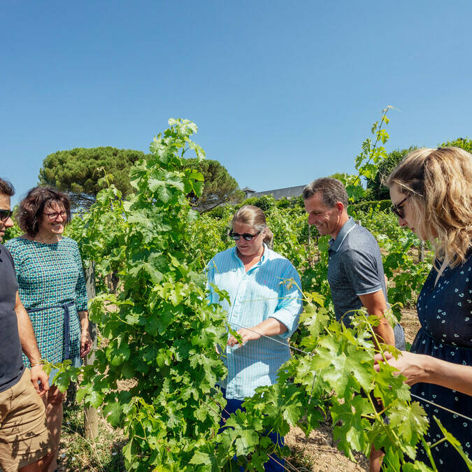 Discovery of the Chenin vineyards in Savennières